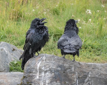 Photo of Raven Couple Kenai National Wildlife Refuge Black Bird Print Nature Photography Gray Black Green Wall Art Natural Home Decor Crow