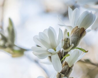 Magnolia Blossom Photo, Dreamy Art, White Flower Photography, Botanical Wall Art, Floral Print, Spring Garden Flower Picture, Feminine Decor