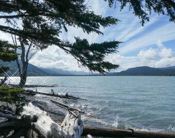 Kenai Lake Photography, Lake House Decor, Nature Print,  Relaxing Wall Art, Alaska, Tree Photo, Blue Sky Art, White Clouds, Gray Driftwood