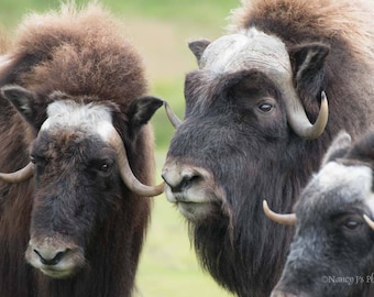 Musk Oxen Photo, Animal Photography, Animal Lover Gift, Animal Print, Alaska Wall Art, Wildlife Photography, Natural Home Decor, Brown Green