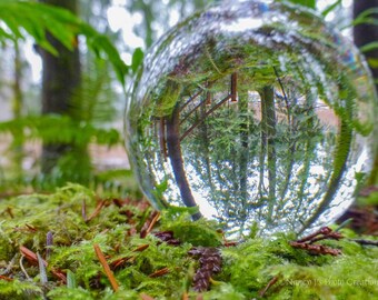 Nature Photography, Crystal Ball Art, Forest Print, Nature Print, Pacific Northwest Print, Nature Photo, Trees Wall Art, Ferns Moss Wall Art