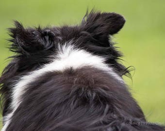 Border Collie Photo, Old Dog Portrait, Dog Photography, Dog Print, Dog Lover Gift, Kids Room Decor, Pet Portrait Wall Art Animal Photography