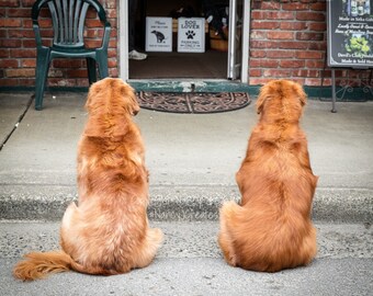 Dog Print, Golden Retrievers Photo, Twins Wall Art, Dog Art, Funny Street Photography, Dog Picture, Retriever Art, Children's Room Art Print