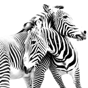 Black and White Zebras, Nature Photography, Zebra Print,  Nursery Decor Fine Art Print Photograph. Black & White Wall Art ~ Animal Photo