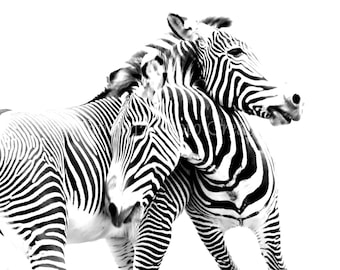 Black and White Zebras, Nature Photography, Zebra Print,  Nursery Decor Fine Art Print Photograph. Black & White Wall Art ~ Animal Photo