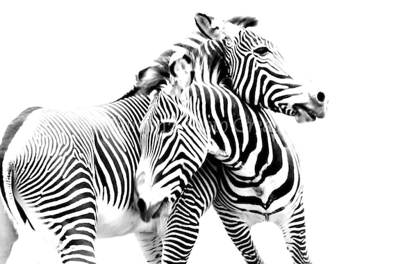 Canvas Prints Fine Wall Art Zebra Photo Print Safari Black White Zebras
