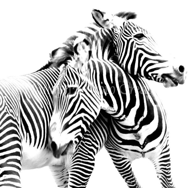 Black and White Zebras, Nature Photography, Zebra Print,  Nursery Decor Fine Art Print Photograph. Black & White Wall Art ~ Animal Photo