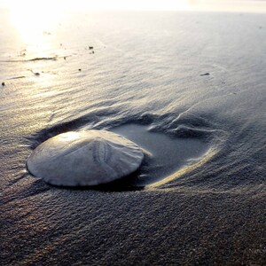 May include: A sand dollar lies on a wet, sandy beach with the sun reflecting off the water.