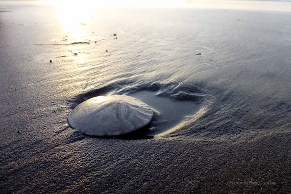 Beach Decor, Sand Dollar, Ocean Sunset, Nature Photography Oregon Coast Photography, Zen Neutral Tones Peaceful Print Home Office Decor Gift