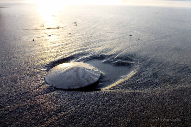May include: A sand dollar lies on a wet, sandy beach with the sun reflecting off the water.