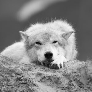 White Wolf Photography, Wildlife Art, Animal Print Wolf Photo Wild Dog Portrait Wolf Picture Alaskan Gift Wolf Photograph Blue Gray Wall Art image 2