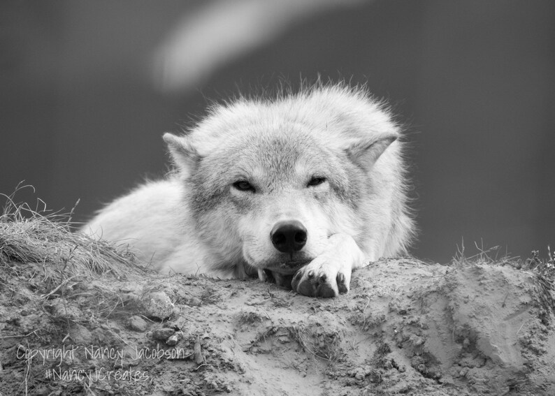 White Wolf Photography, Wildlife Art, Animal Print Wolf Photo Wild Dog Portrait Wolf Picture Alaskan Gift Wolf Photograph Blue Gray Wall Art image 2