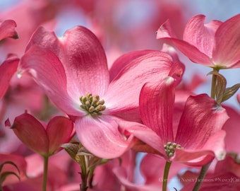 Pink Dogwood Flower Print, Spring Floral Photo, Botanical Wall Art, Casual Home Decor, Flower Photography, Pacific Northwest Garden Picture