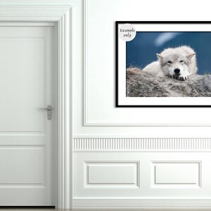 White Wolf Photography, Wildlife Art, Animal Print Wolf Photo Wild Dog Portrait Wolf Picture Alaskan Gift Wolf Photograph Blue Gray Wall Art image 5