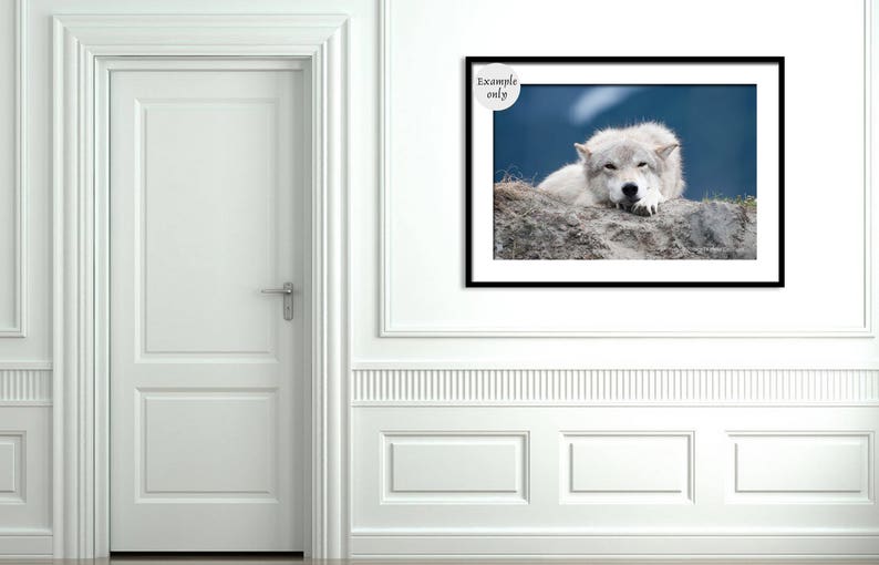 White Wolf Photography, Wildlife Art, Animal Print Wolf Photo Wild Dog Portrait Wolf Picture Alaskan Gift Wolf Photograph Blue Gray Wall Art image 5
