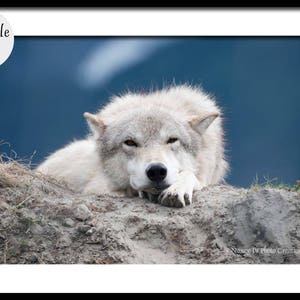 White Wolf Photography, Wildlife Art, Animal Print Wolf Photo Wild Dog Portrait Wolf Picture Alaskan Gift Wolf Photograph Blue Gray Wall Art image 3