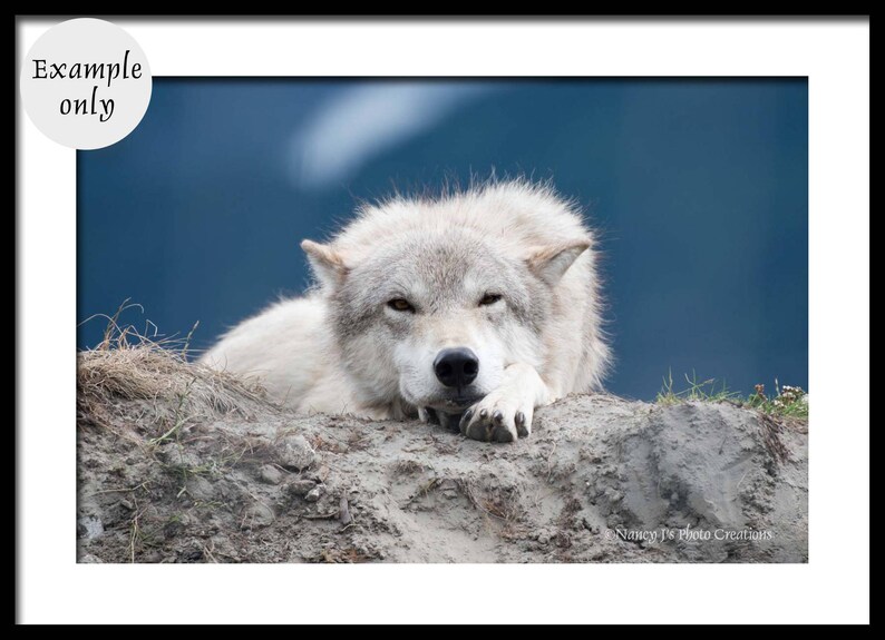 White Wolf Photography, Wildlife Art, Animal Print Wolf Photo Wild Dog Portrait Wolf Picture Alaskan Gift Wolf Photograph Blue Gray Wall Art image 3