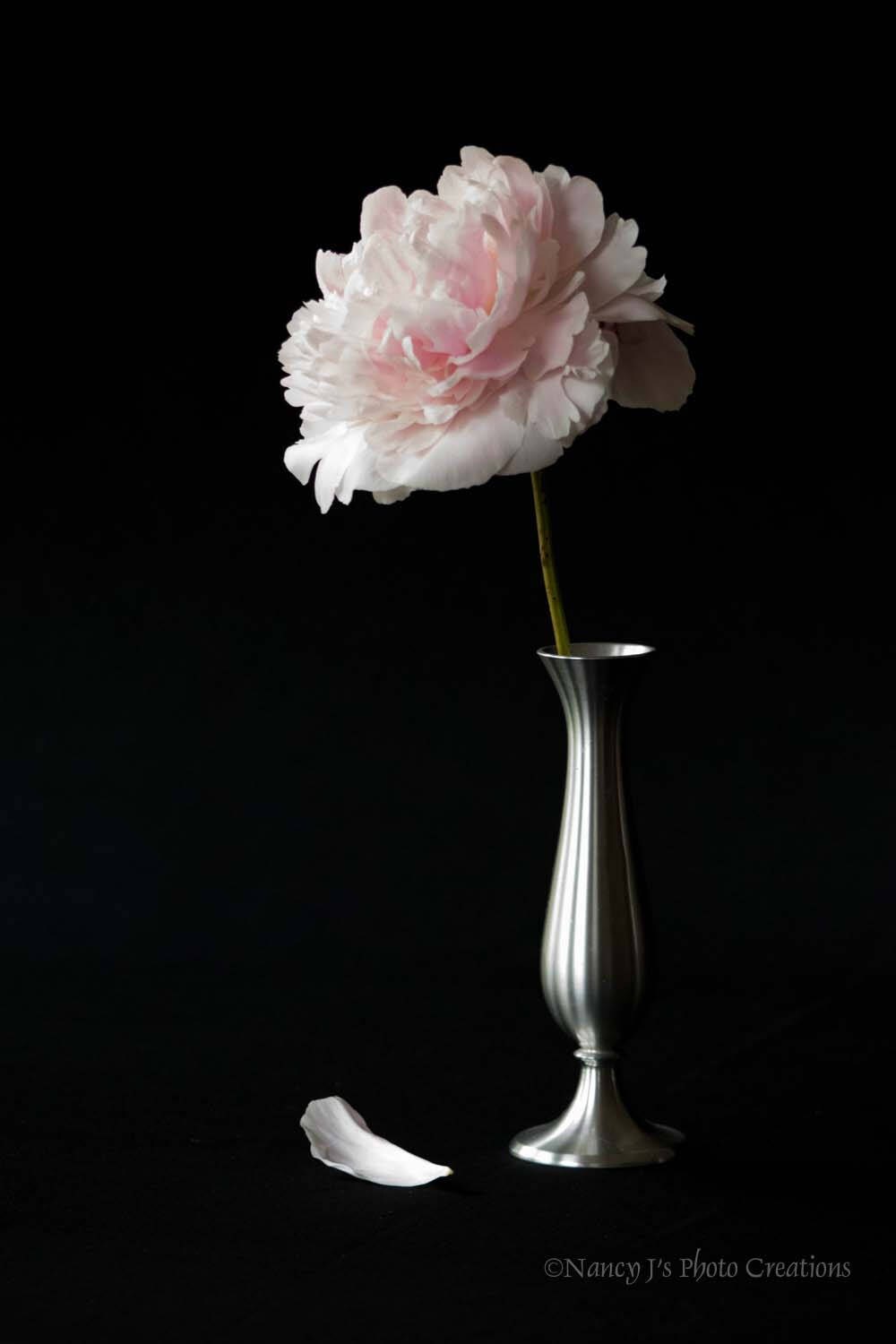 Pale Pink Peony Photo Minimalist Art Peony Print Flower Etsy