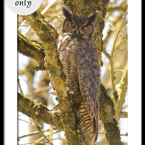 Wink Owl Photography, Woodland Nature Photography, Animal Photography, Fine Art Print, Natural Wall Art, Wise Owl, Great Horned Owl Funny image 2