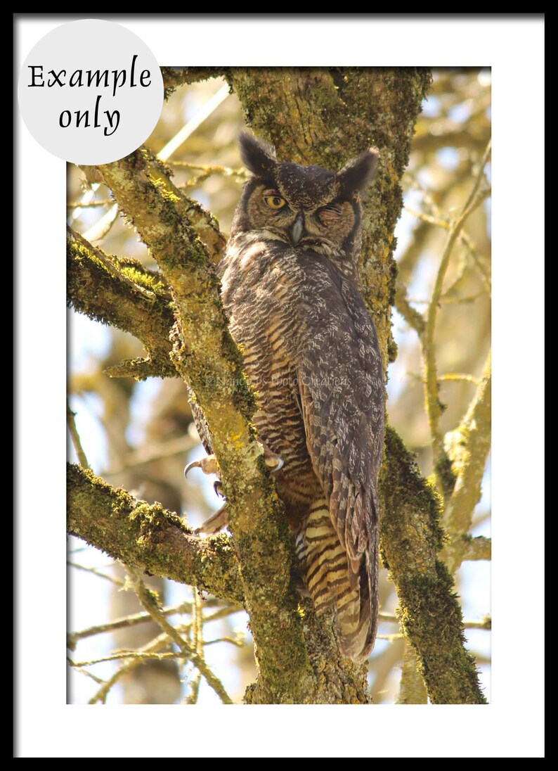 Wink Owl Photography, Woodland Nature Photography, Animal Photography, Fine Art Print, Natural Wall Art, Wise Owl, Great Horned Owl Funny image 2