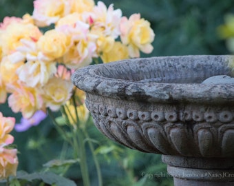 Rose Garden Photo of Antique Birdbath, Golden Yellow Peach Roses Photography, Rustic Floral Print, Pacific Northwest Garden Flowers Picture