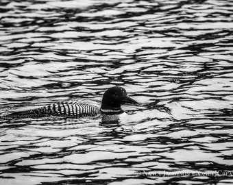 Swimming Loon on Water Bird Photography, Black and White Loon Print, Nature Photo, Bird Print, Silver Gray Wall Art, Monochrome Home Decor