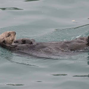 Otter Gift ~ Sea Otter Print, Cute Otter Picture, Alaska Art, Teal Nursery Wall Art, Animal Photography, Alaska Wildlife Art, Otter Photo