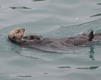 Otter Gift ~ Sea Otter Print, Cute Otter Picture, Alaska Art, Teal Nursery Wall Art, Animal Photography, Alaska Wildlife Art, Otter Photo