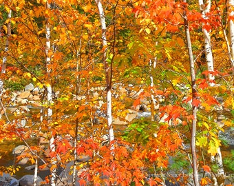 New Hampshire Autumn Forest Art Print, Unframed Fall Leaves Picture, Birch Maple Trees Foliage Photo Seasonal Wall Decor Nature Photography