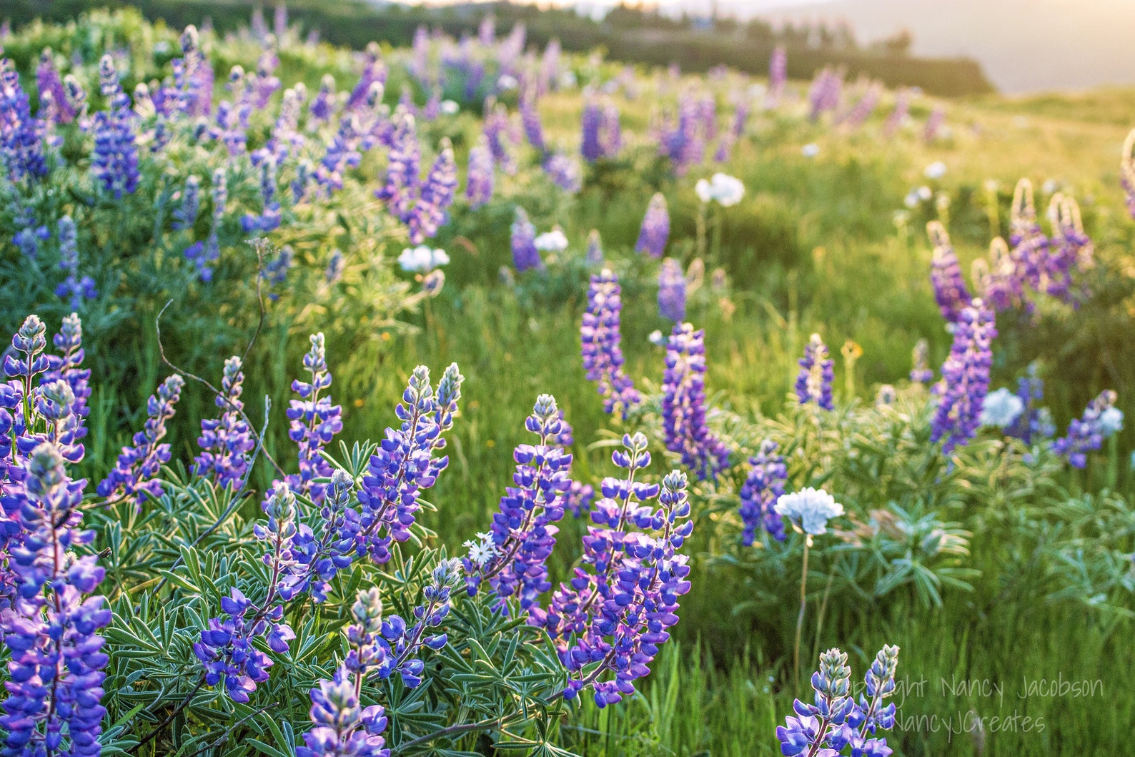 Purple Wildflowers Print, Nature Photography, Floral Art, Columbia ...