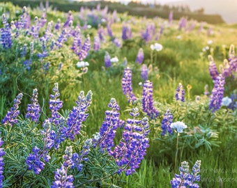 Purple Wildflowers Print, Nature Photography, Floral Art, Columbia River Gorge Flowers, Nature Print Pacific Northwest Wall Art Nature Photo