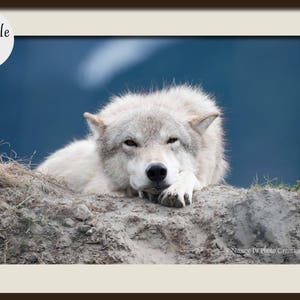 White Wolf Photography, Wildlife Art, Animal Print Wolf Photo Wild Dog Portrait Wolf Picture Alaskan Gift Wolf Photograph Blue Gray Wall Art image 4