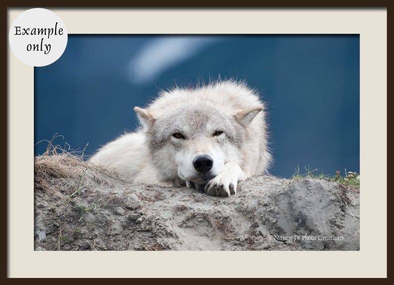 White Wolf Photography, Wildlife Art, Animal Print Wolf Photo Wild Dog Portrait Wolf Picture Alaskan Gift Wolf Photograph Blue Gray Wall Art image 4