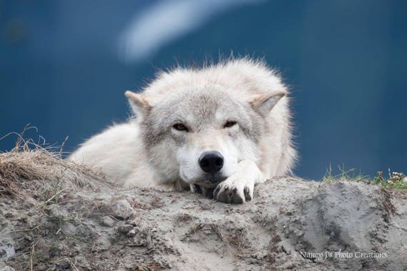 Loup Blanc Photographie Art De La Faune Impression Etsy Loup Blanc Photographie Art De La Faune Impression Etsy