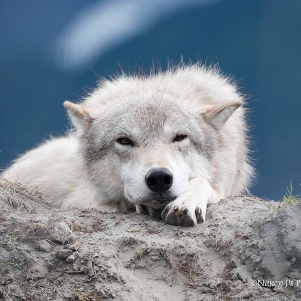 White Wolf Photography, Wildlife Art, Animal Print Wolf Photo Wild Dog Portrait Wolf Picture Alaskan Gift Wolf Photograph Blue Gray Wall Art