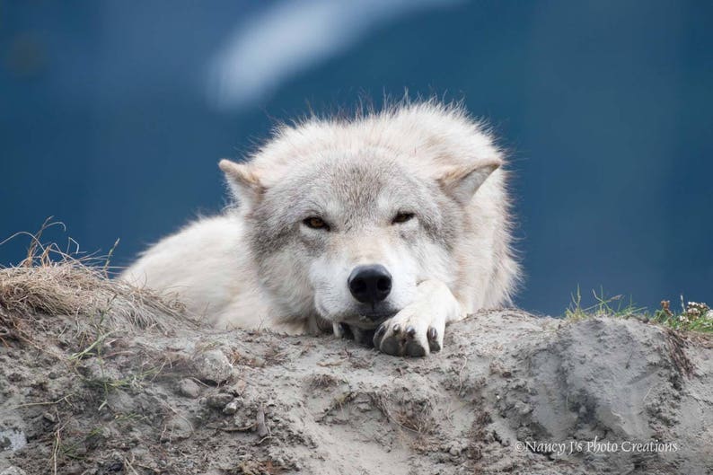 White Wolf Photography, Wildlife Art, Animal Print Wolf Photo Wild Dog Portrait Wolf Picture Alaskan Gift Wolf Photograph Blue Gray Wall Art image 1