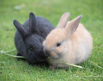Photo of Cute Bunny Rabbits in Grass, Nursery Wall Art, Blond and Black Baby Bunnies, Easter Bunny, Baby Rabbits, Children's Room Art Print