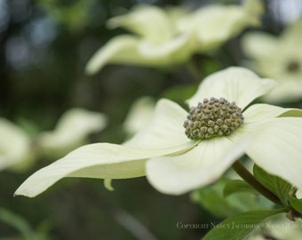 Pacific Dogwood Flower ~ Floral Wall Art ~ Flower Print ~ Botanical Art ~ Off-white Green Nature Photo ~ Spring Tree Garden Photography