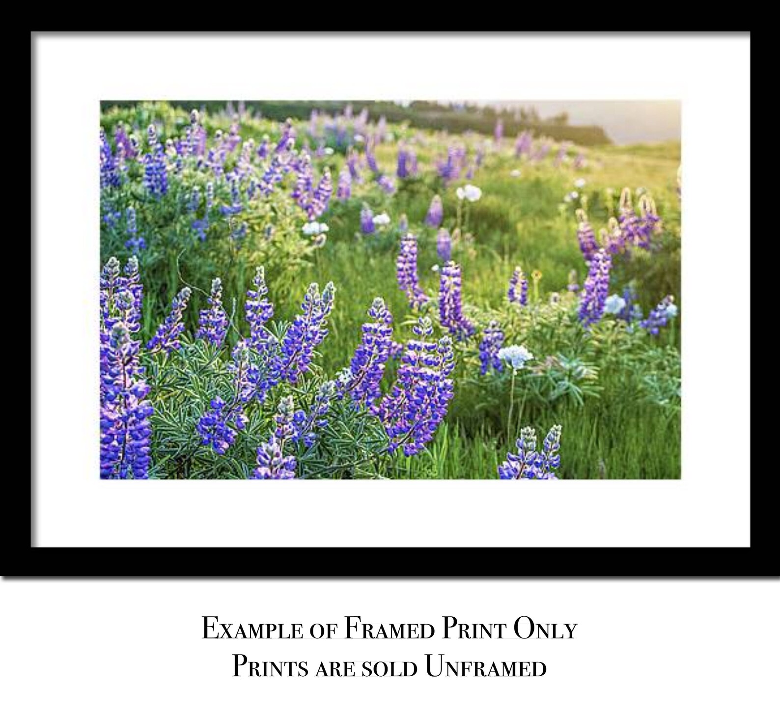 Purple Wildflowers Print, Nature Photography, Floral Art, Columbia ...