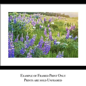 Purple Wildflowers Print, Nature Photography, Floral Art, Columbia ...