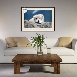 White Wolf Photography, Wildlife Art, Animal Print Wolf Photo Wild Dog Portrait Wolf Picture Alaskan Gift Wolf Photograph Blue Gray Wall Art image 6