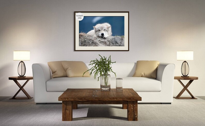 White Wolf Photography, Wildlife Art, Animal Print Wolf Photo Wild Dog Portrait Wolf Picture Alaskan Gift Wolf Photograph Blue Gray Wall Art image 6