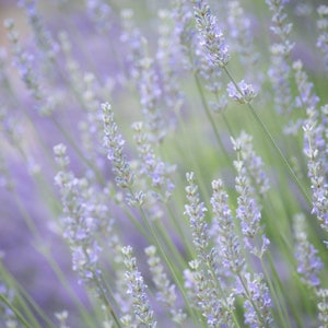 Light Violet-blue Lavender Picture, Dreamy Wall Decor, Flower Photo, Summer Garden Photography, Floral Print, Purple Wall Art, Botanical Art