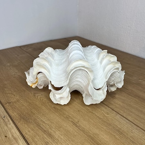 May include: A large, white giant clam shell featuring a deeply scalloped, wavy edge and a textured, ridged surface. The shell displays natural organic curves with subtle cream and pale yellow coloration visible along the inner rim edges.