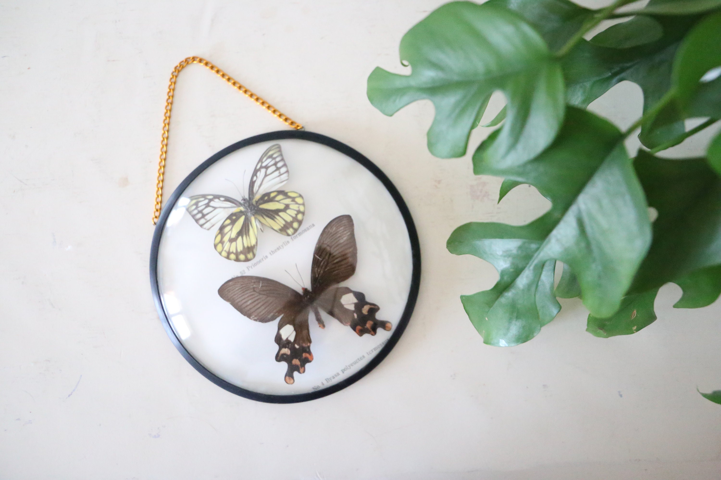 Cadre Bombé avec Papillons Naturalisés, Vintage