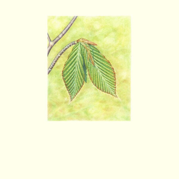 Emerging Leaves: Beech Image size is 4" x 5" printed on 8" x 10" background Limited Edition Giclee Print (5/50)