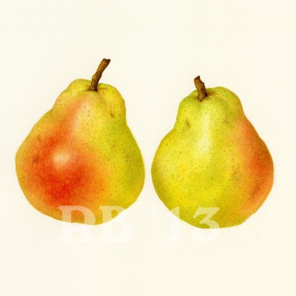 Bartlett Pear Duo, 12x8 in. Limited Edition Giclee Print (6/50)
