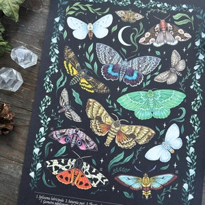 Wunderschöne Naturillustrationen Schultafel Print Thema Motten und Nachtwärmer Größe A3 Bild 3