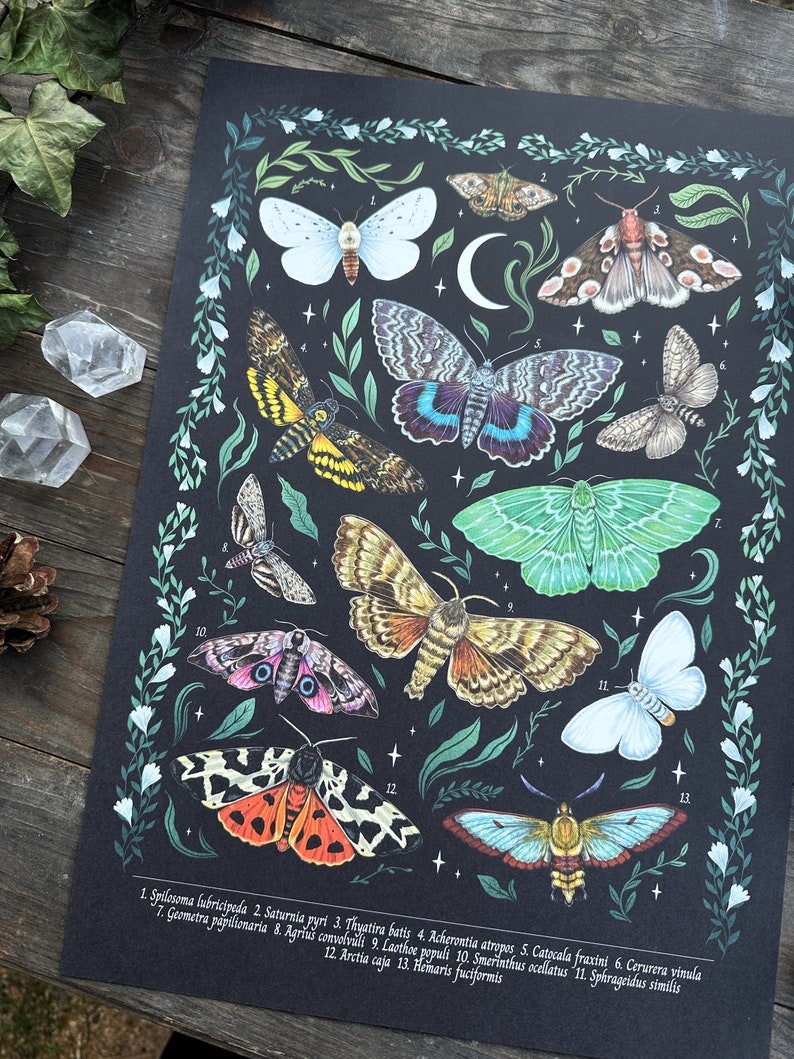 Wunderschöne Naturillustrationen Schultafel Print Thema Motten und Nachtwärmer Größe A3 Bild 3