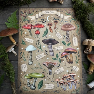 May include: A vintage-style illustration of various mushrooms with their common names in German. The mushrooms are depicted in a realistic style with vibrant colours and intricate details. The background is a textured brown paper with a decorative border.